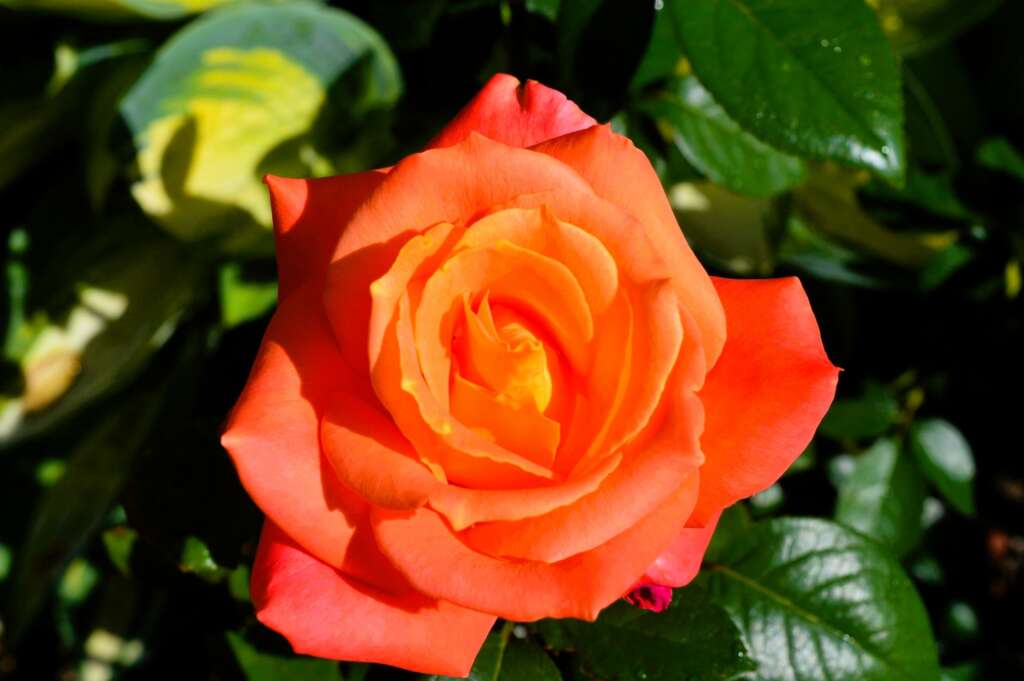 The iconic Welland Rose in full bloom, symbolizing the beauty and growth of the Welland community.